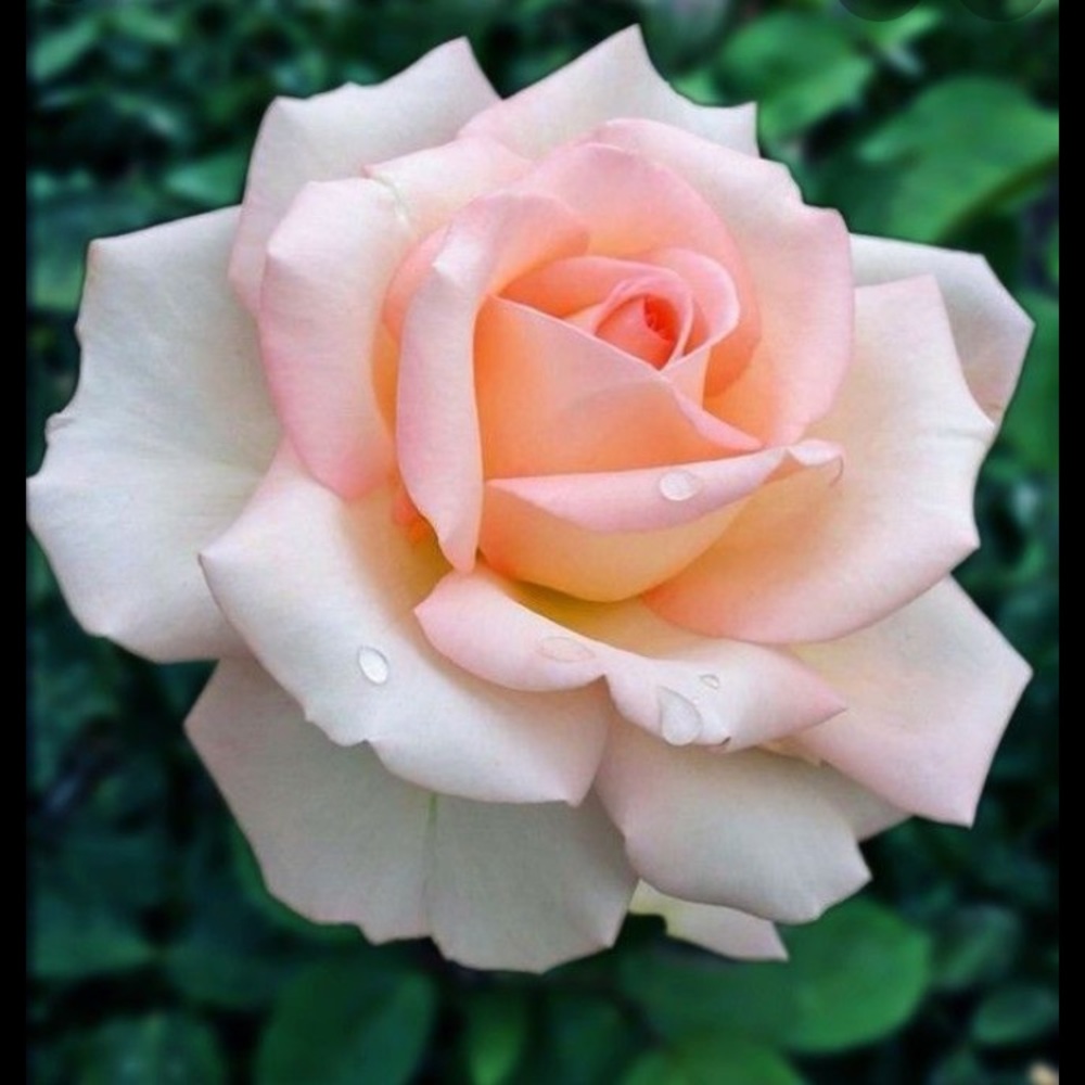 Meet your Posher, Aubrey